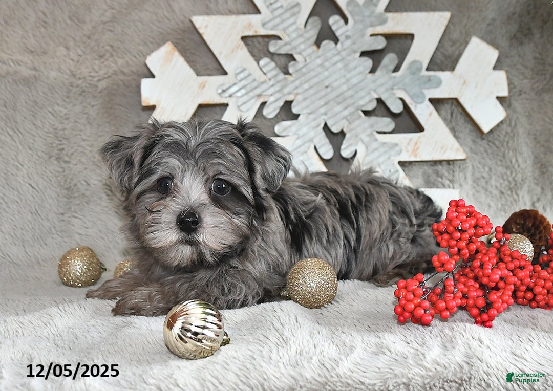 Yorkiepoo dogs for sale: Zack - Ad 8