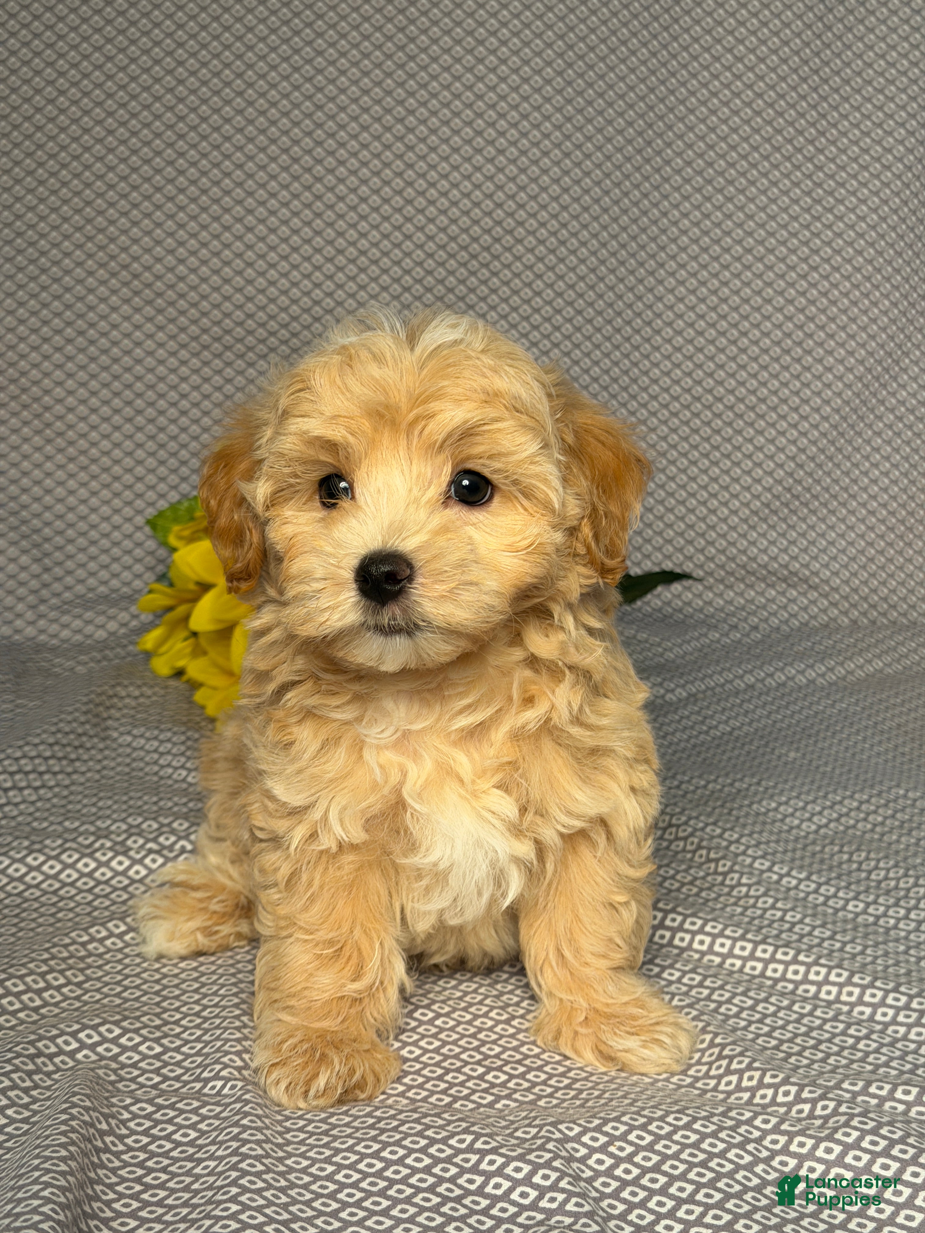 Maltipoo dogs Easton - Ad 1