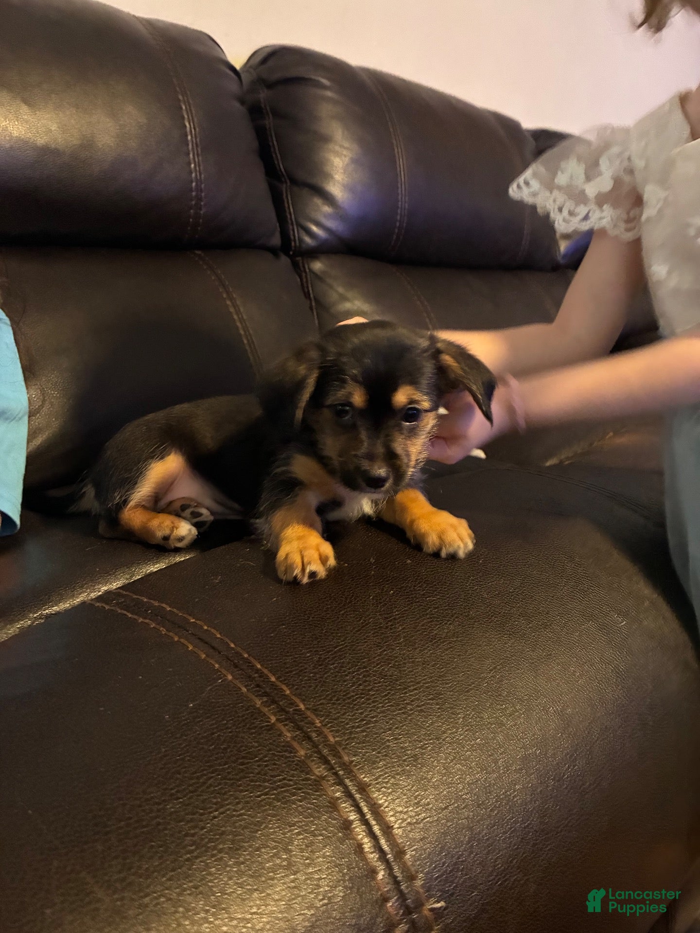 Mixed Breed dogs Mixed Breed 3 - Ad 41