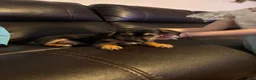 Mixed Breed dogs for sale: Mixed Breed 3 - Ad 1
