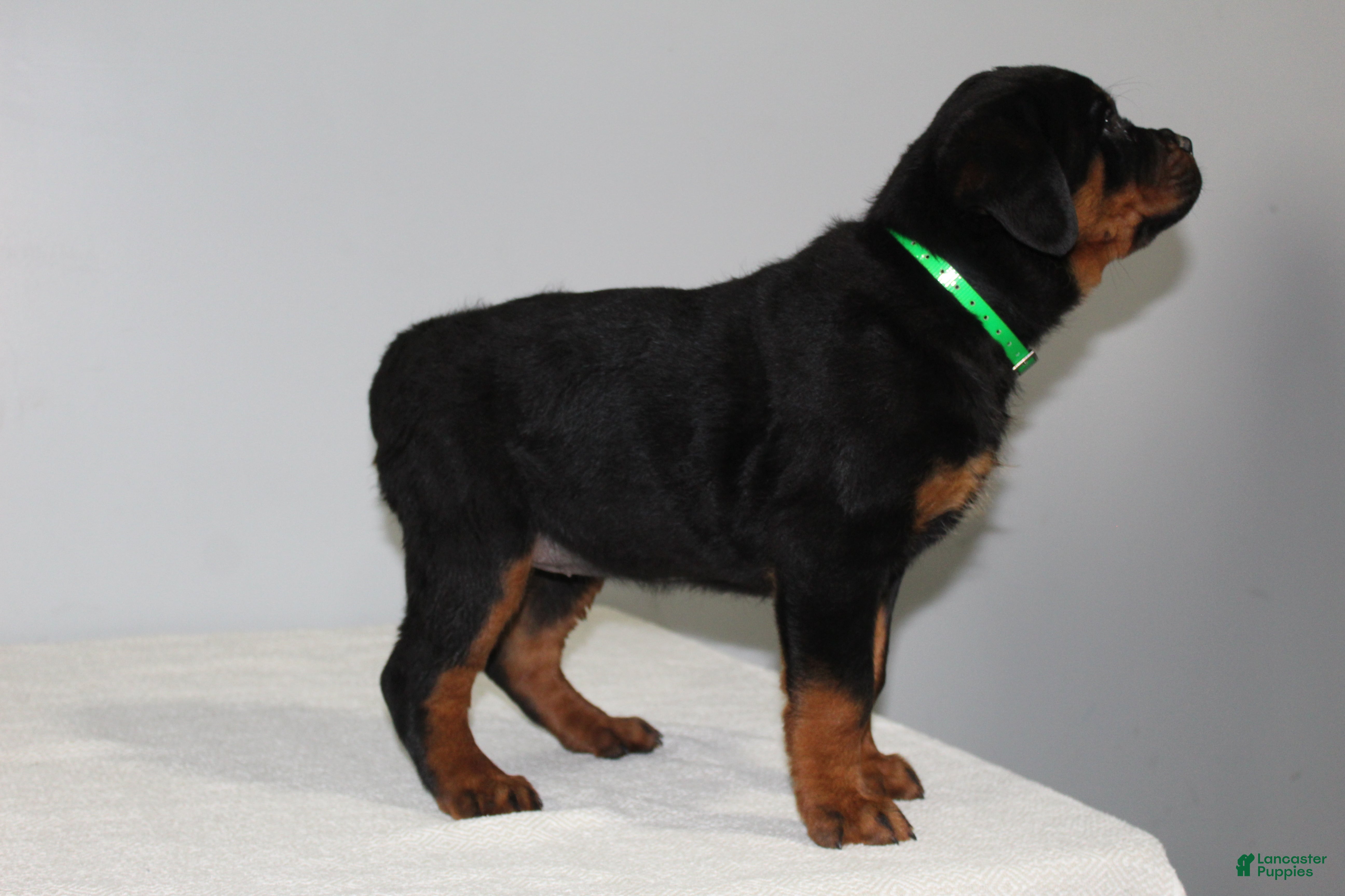 Rottweiler dogs Chloe - Ad 2