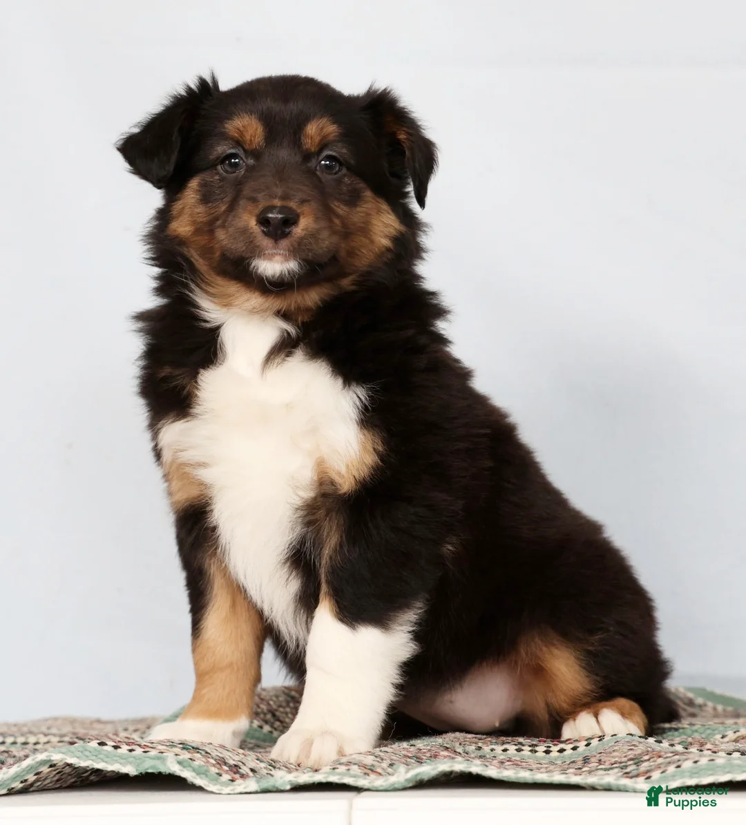 Australian Shepherd dogs for sale: Julie - Ad 5
