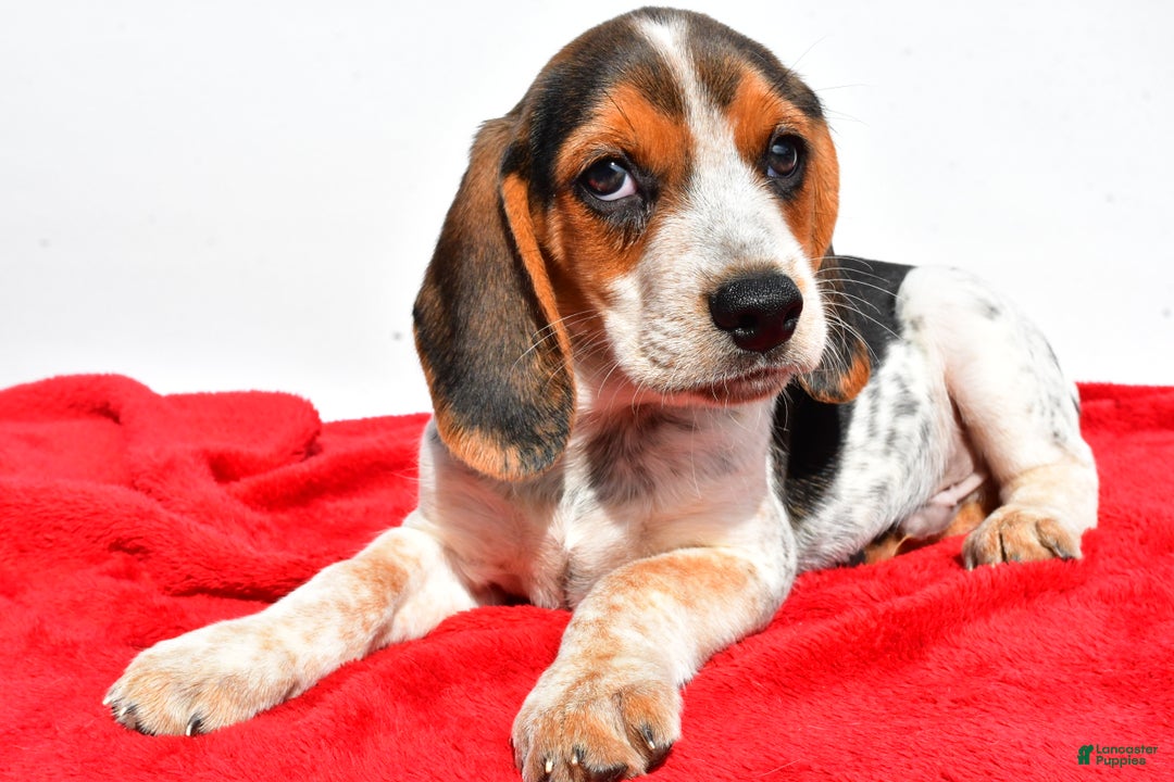 Female Beagle Size Beagle Months 86+ Thousand Beagle Puppy Royalty
