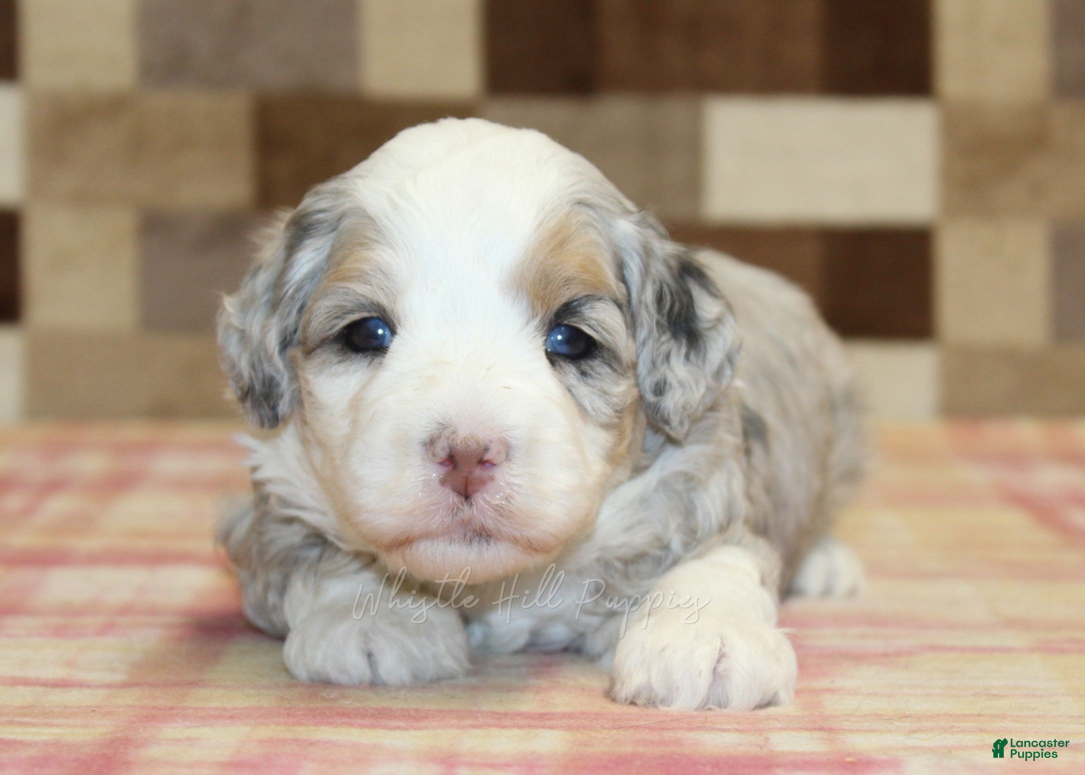 Mini Bernedoodle dogs for sale: Nancy - Ad 2