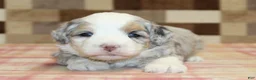 Mini Bernedoodle dogs for sale: Nancy - Ad 2