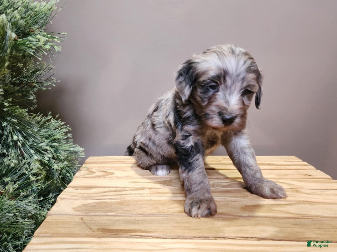 Mini Bernedoodle dogs for sale: Blitz - Ad 11