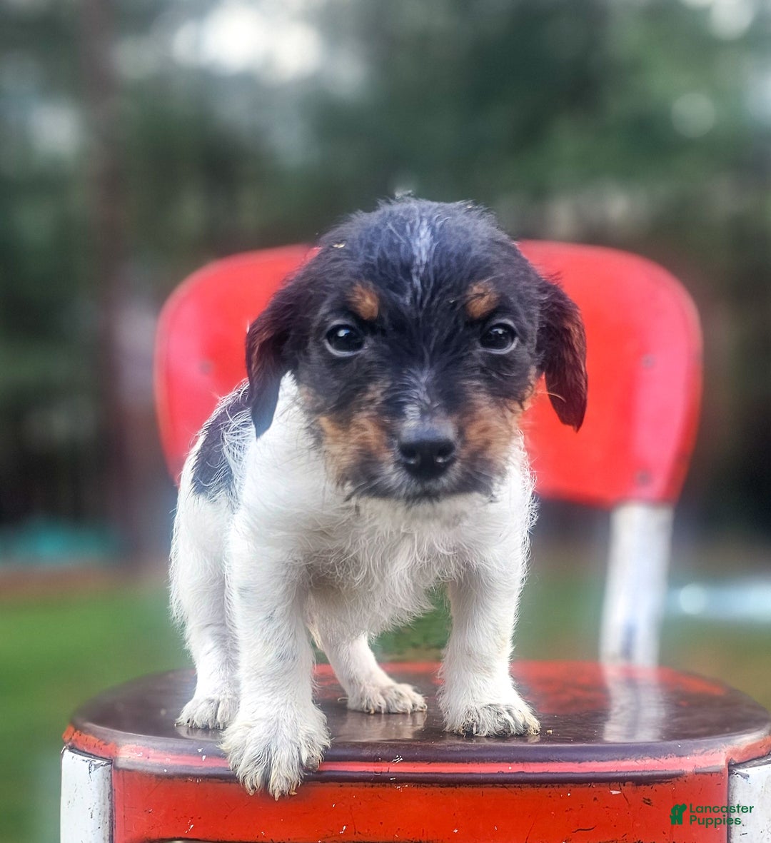 Jackapoo dogs for sale: Silas - Ad 3