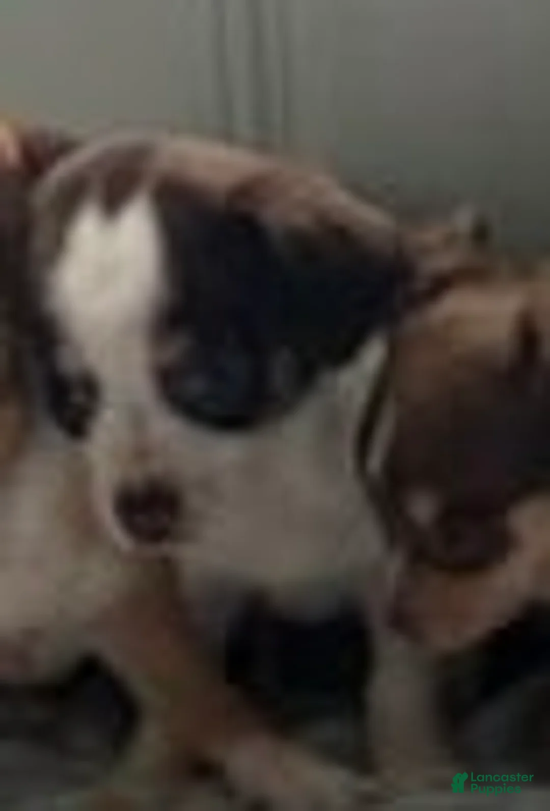 Chihuahua dogs for sale: Hughie - Ad 1