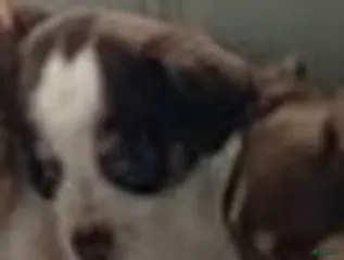 Chihuahua dogs stanley - Ad 33