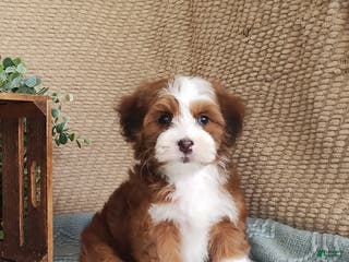 Havanese dogs Maria - Ad 18