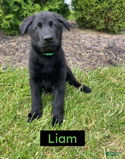 German Shepherd dogs German Shepherd (Liam) - Ad 41