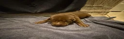 Labrador Retriever dogs for sale: Serena  - Ad 3