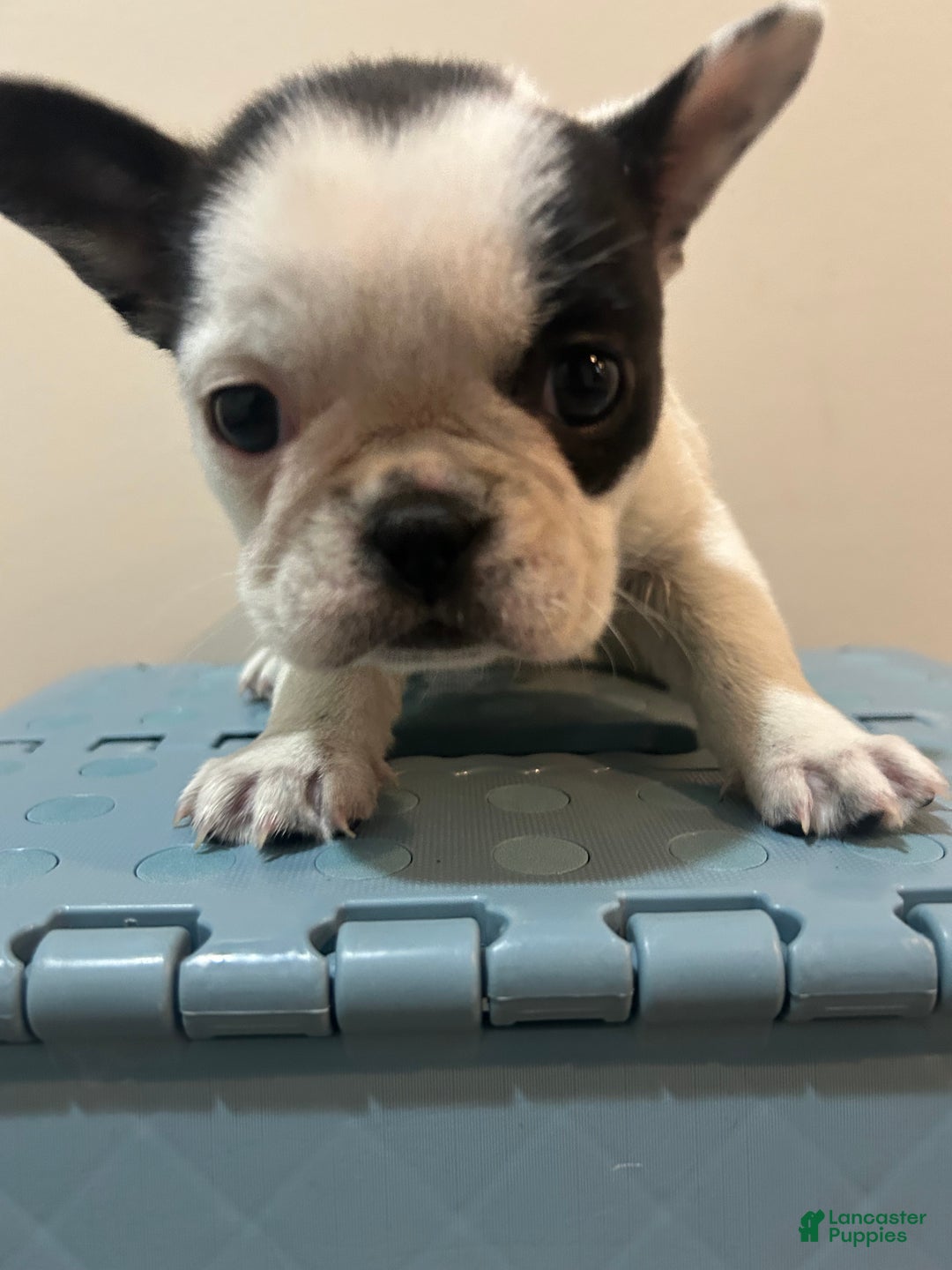 Frenchton dogs for sale: Nala  - Ad 2