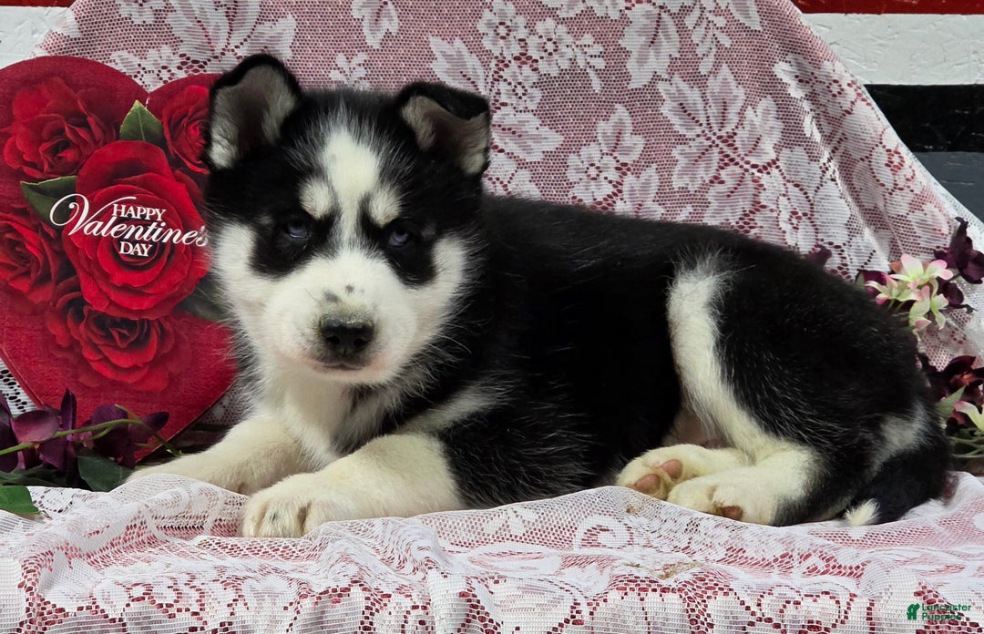 Siberian Husky dogs for sale: Kenton - Ad 4