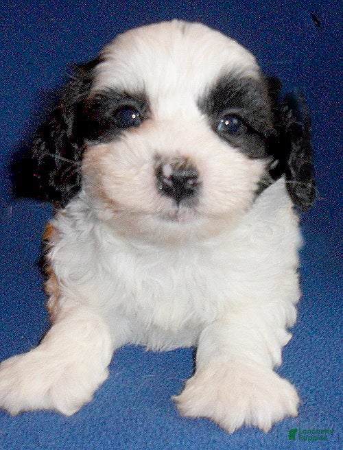Shihpoo dogs Opie - Ad 2