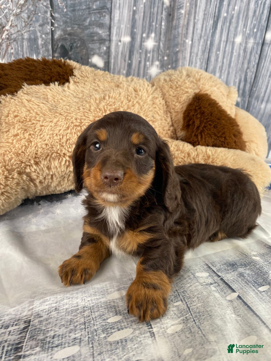 Miniature Dachshund dogs for sale: Kobe - Ad 9