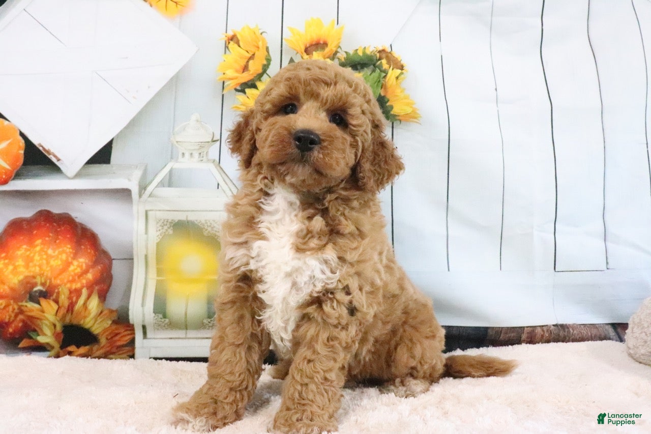 Mini Goldendoodle dogs Clinton - Ad 2