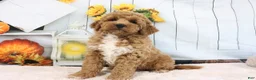 Mini Goldendoodle dogs for sale: Clinton - Ad 2