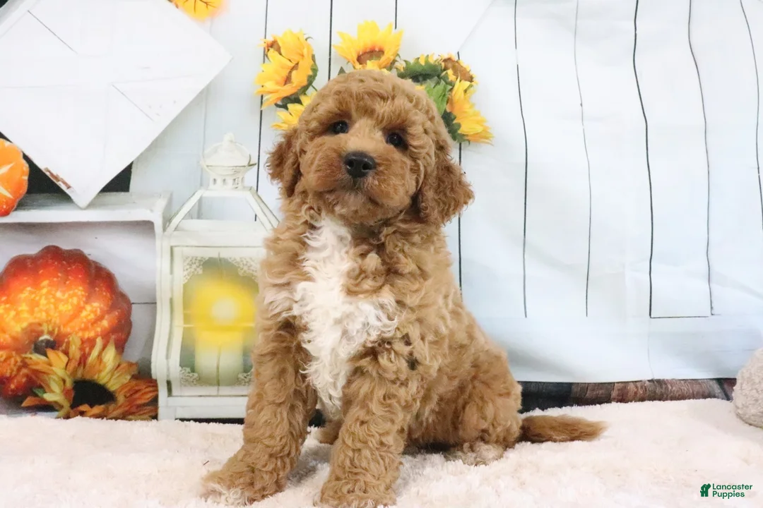 Mini Goldendoodle dogs for sale: Clinton - Ad 2