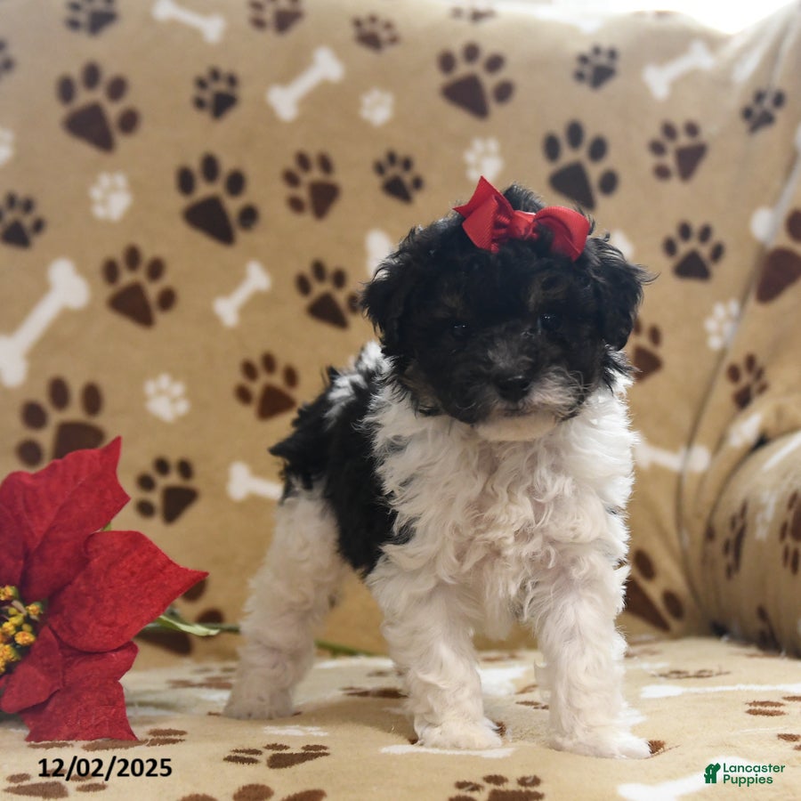 Toy Poodle dogs Oreo - Ad 11
