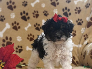 Toy Poodle dogs Oreo - Ad 31