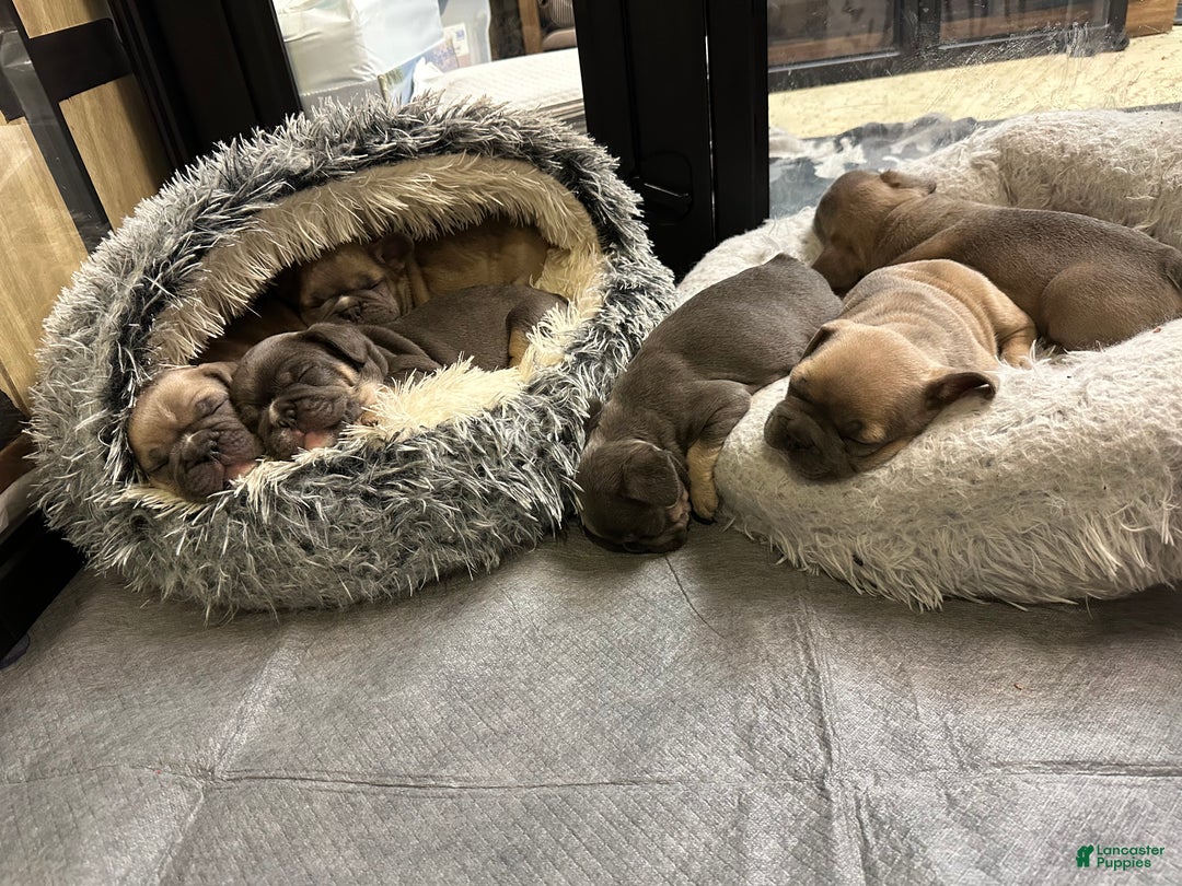 French Bulldog dogs for sale: Boss - Ad 16
