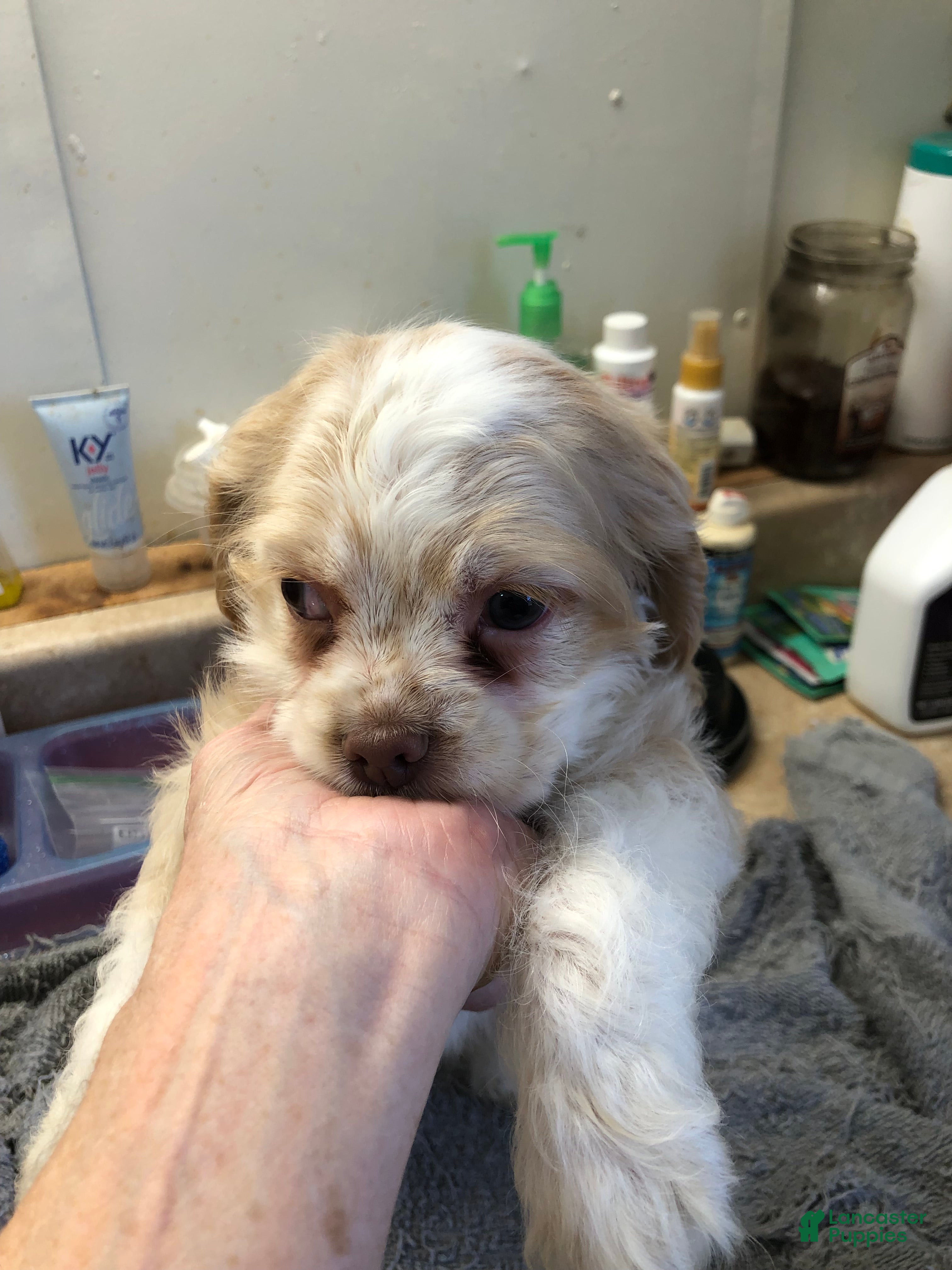 Cocker Spaniel dogs Vet checked perfect  - Ad 4