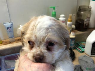 Cocker Spaniel dogs Vet checked perfect - Ad 4