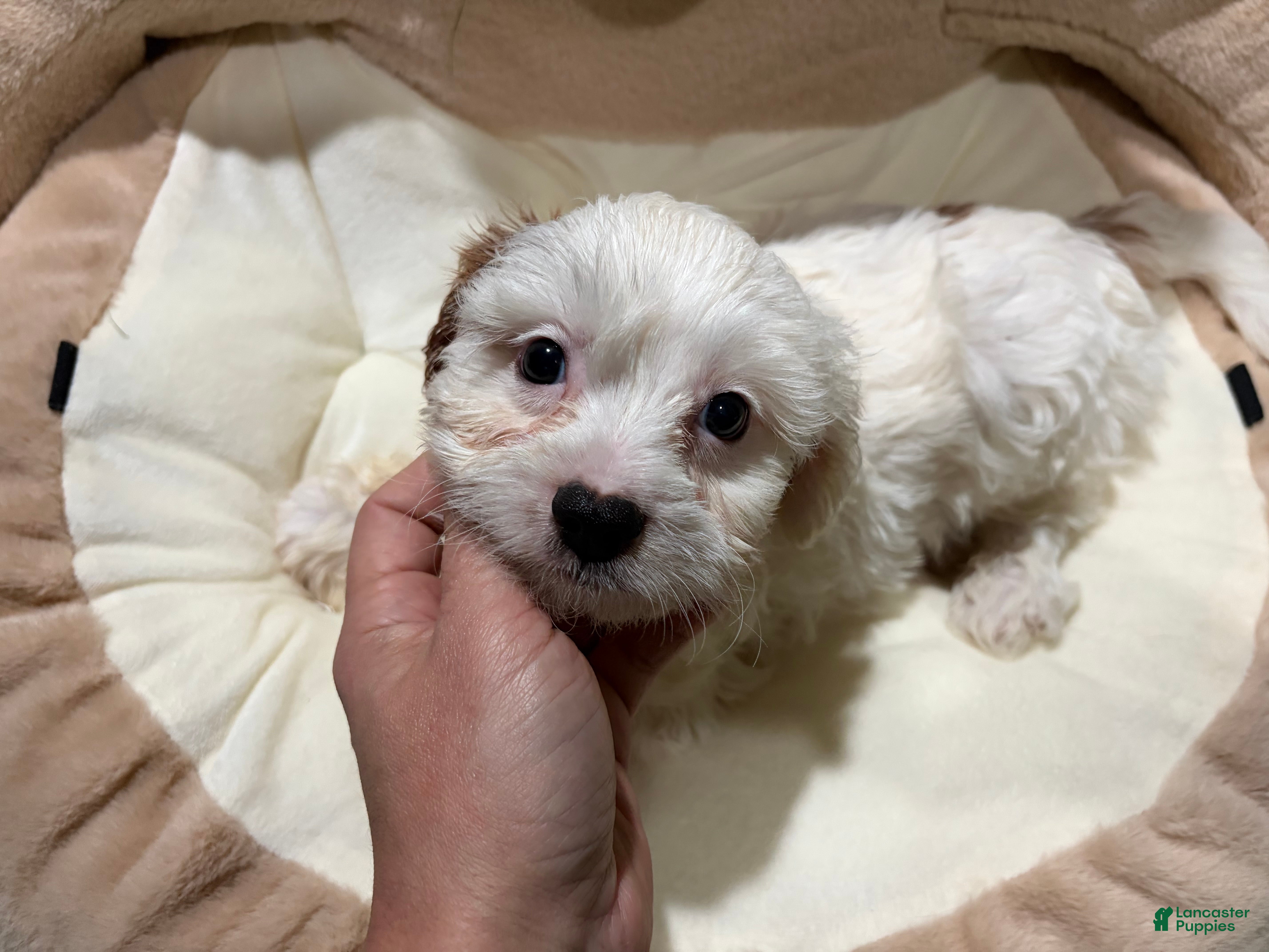 Cavapoo dogs OD - Ad 5