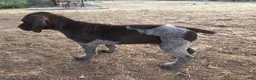 German Shorthaired Pointer dogs for sale: Rory - Ad 3
