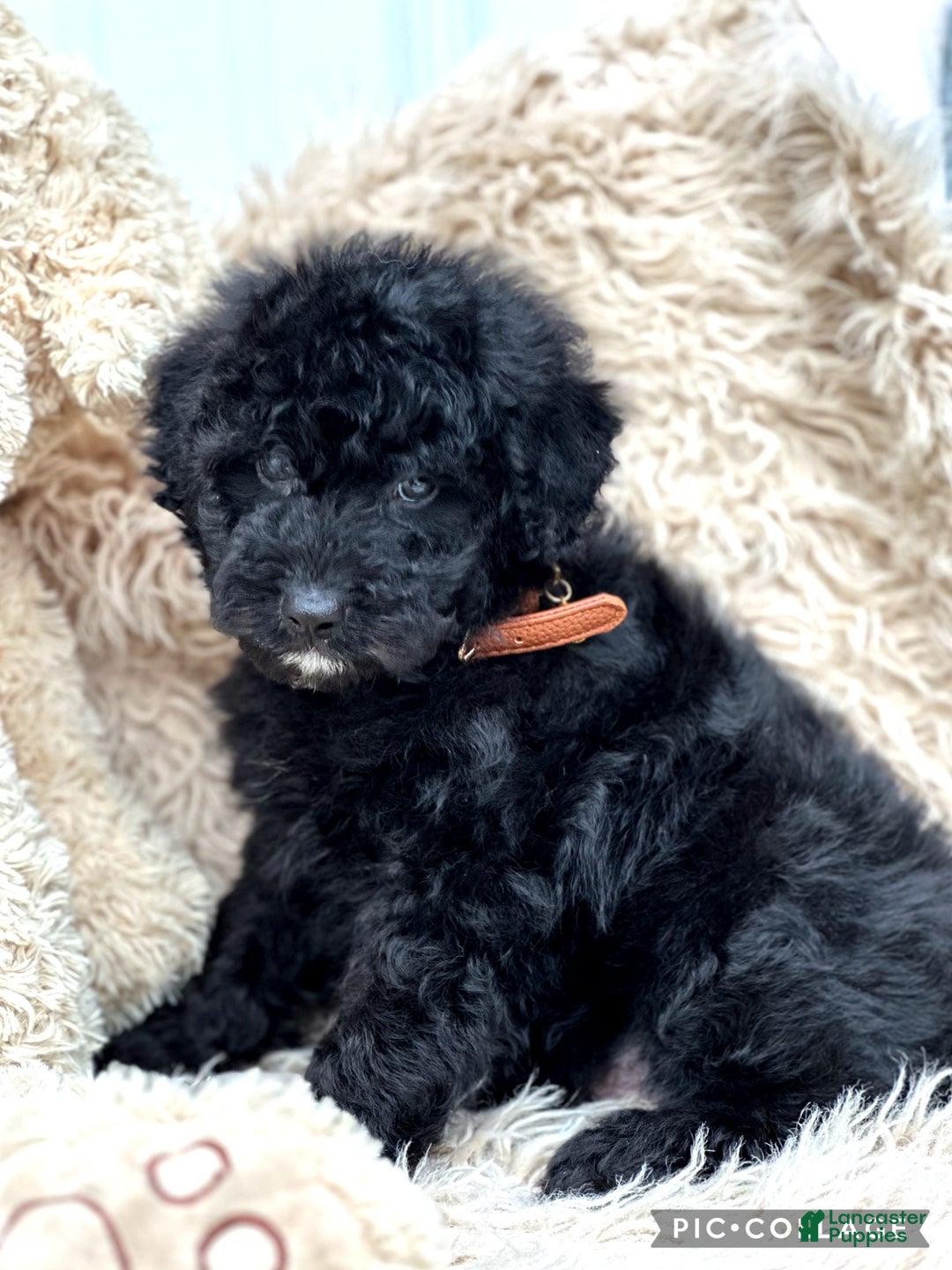 Aussiedoodle dogs for sale: Navajo - Ad 3
