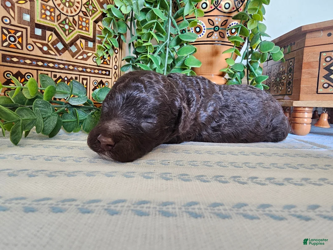 Mini Goldendoodle dogs for sale: Clove  - Ad 1