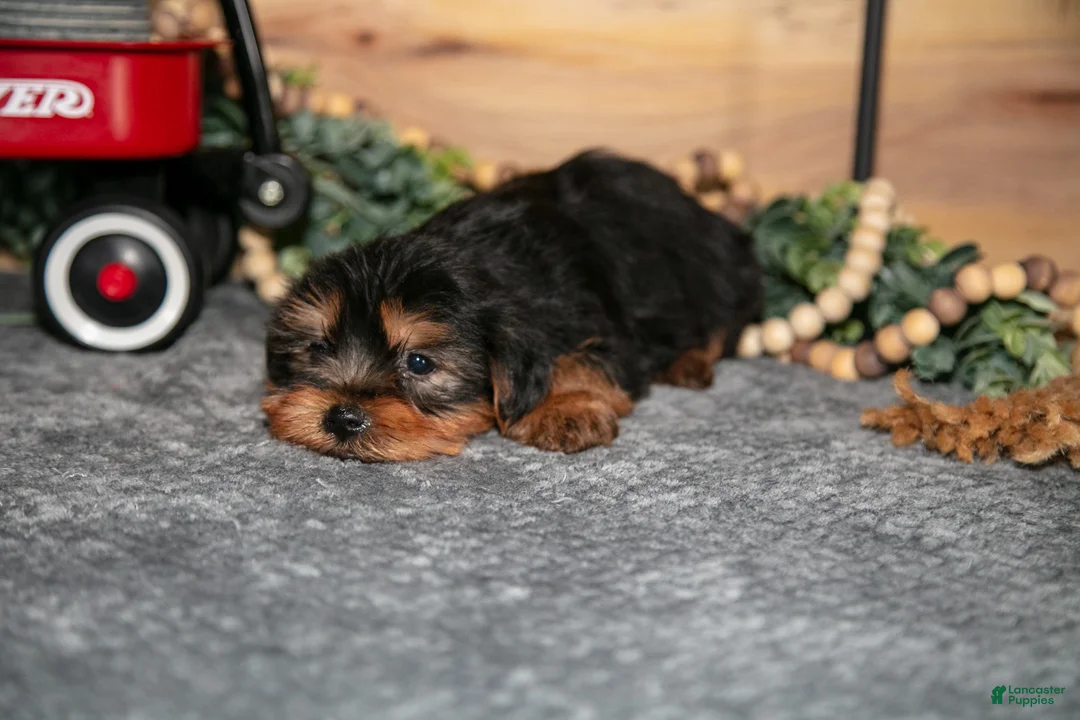 Yorkshire Terrier dogs for sale: Pip - Ad 3