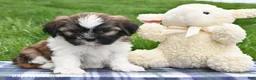 Shih Tzu dogs for sale: Trent - Ad 3