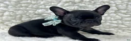 Mixed Breed dogs for sale: Panther - Ad 4
