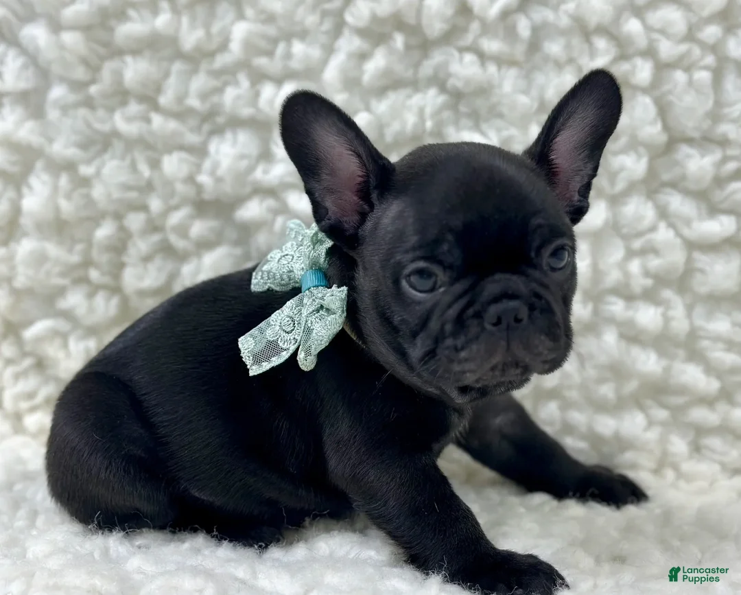 Mixed Breed dogs for sale: Panther - Ad 4