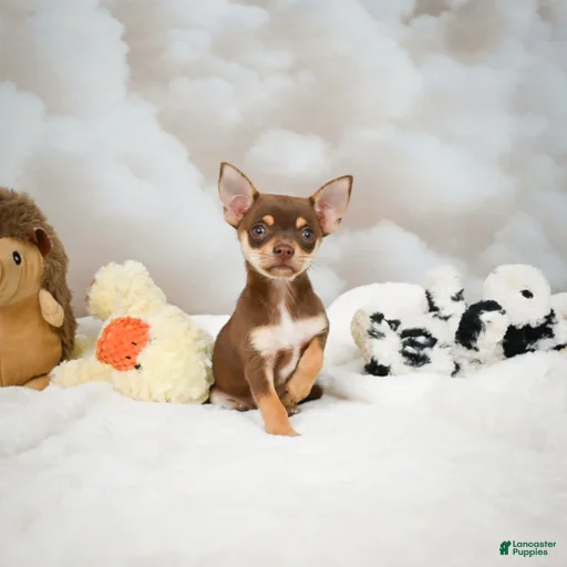 Gallery Image {{count}}