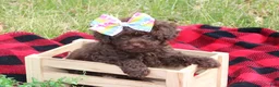 Toy Poodle dogs for sale: Holly - Ad 1