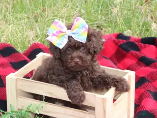 Toy Poodle dogs Holly - Ad 39