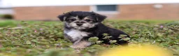 Morkie dogs for sale: Kobe - Ad 2