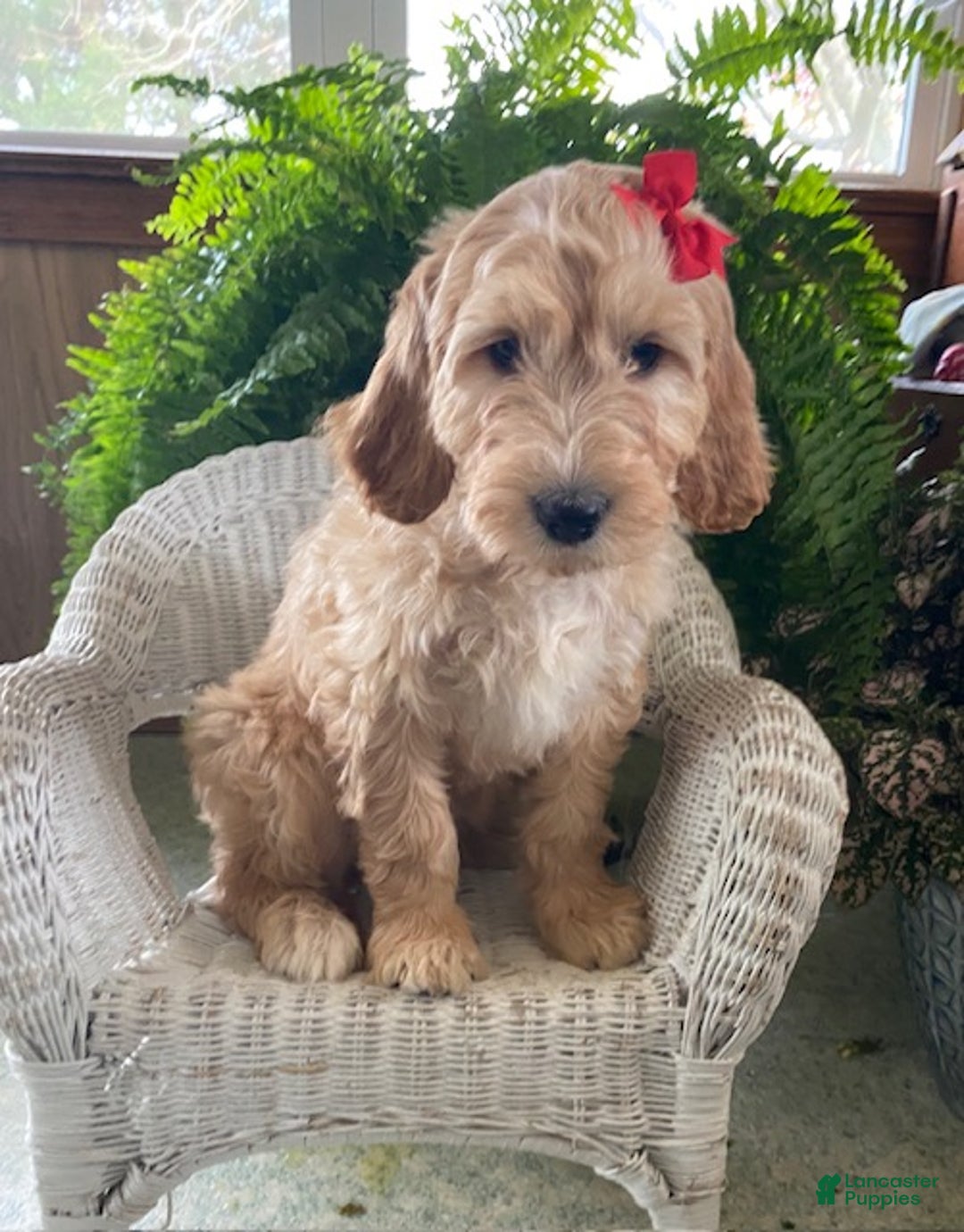 Goldendoodle dogs for sale: Misty - Ad 4