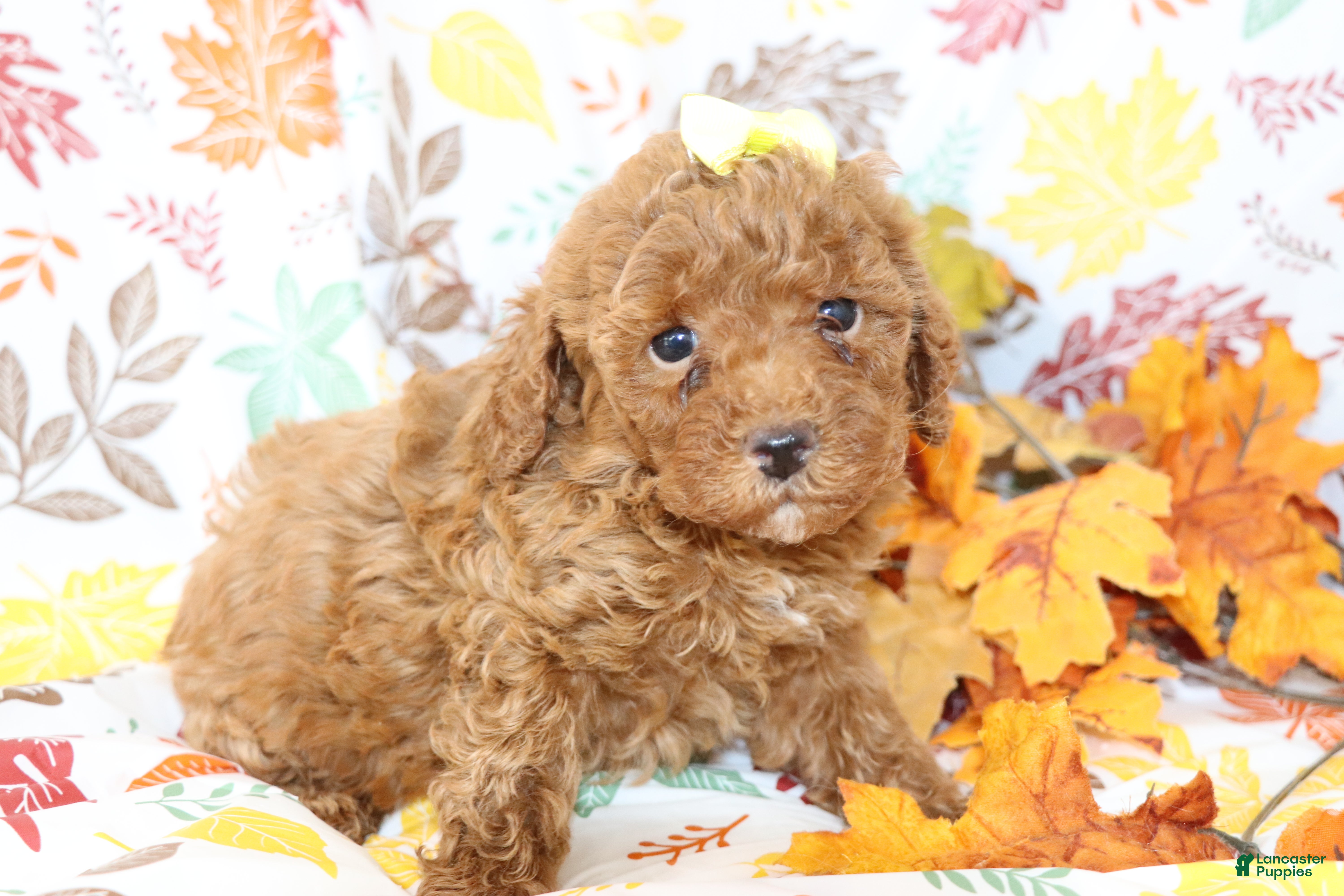 Miniature Poodle dogs Brenda  - Ad 35