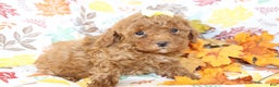 Miniature Poodle dogs for sale: Brenda  - Ad 1