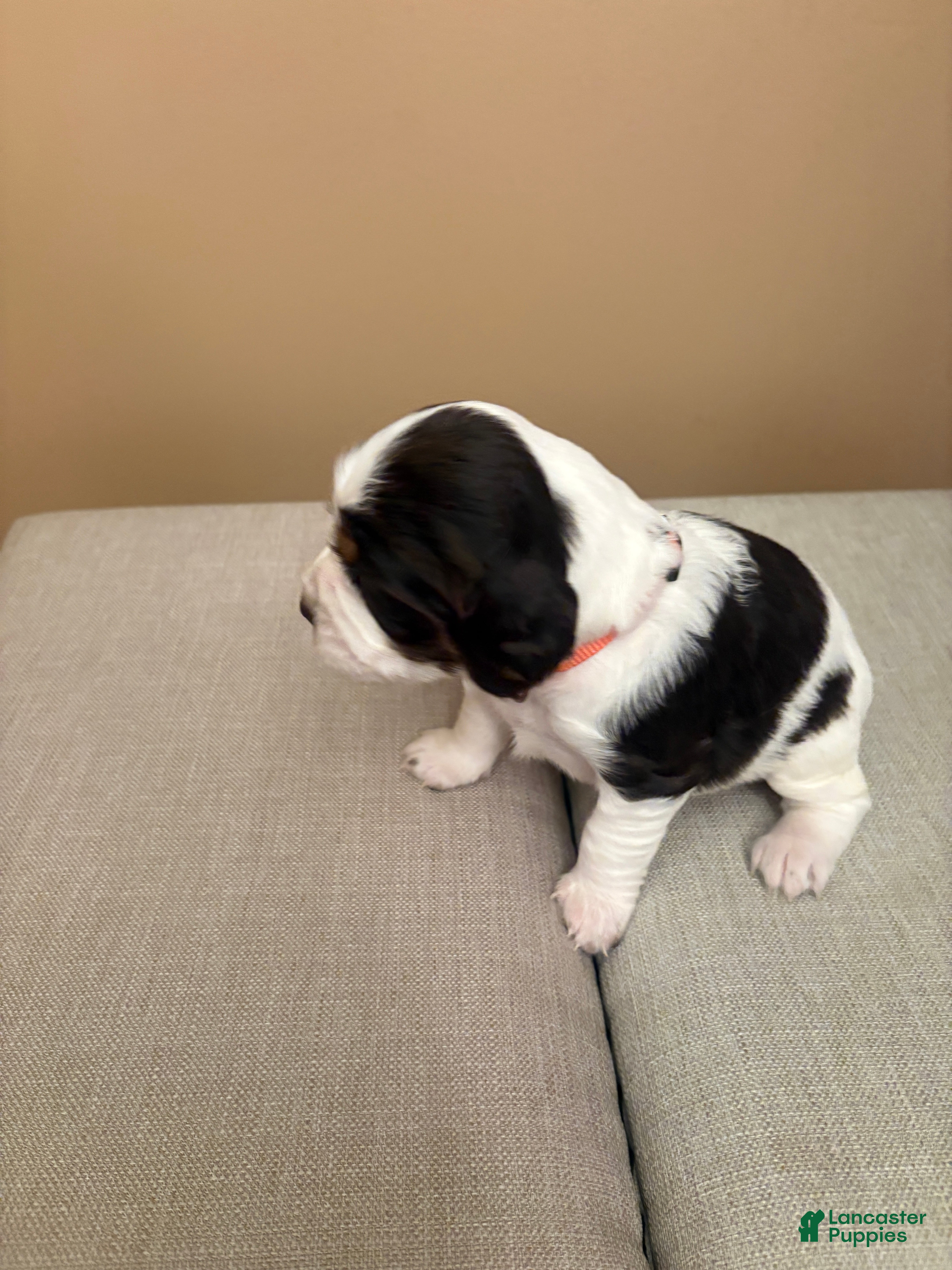 English Springer Spaniel dogs English Springer Spaniel 2 - Ad 1