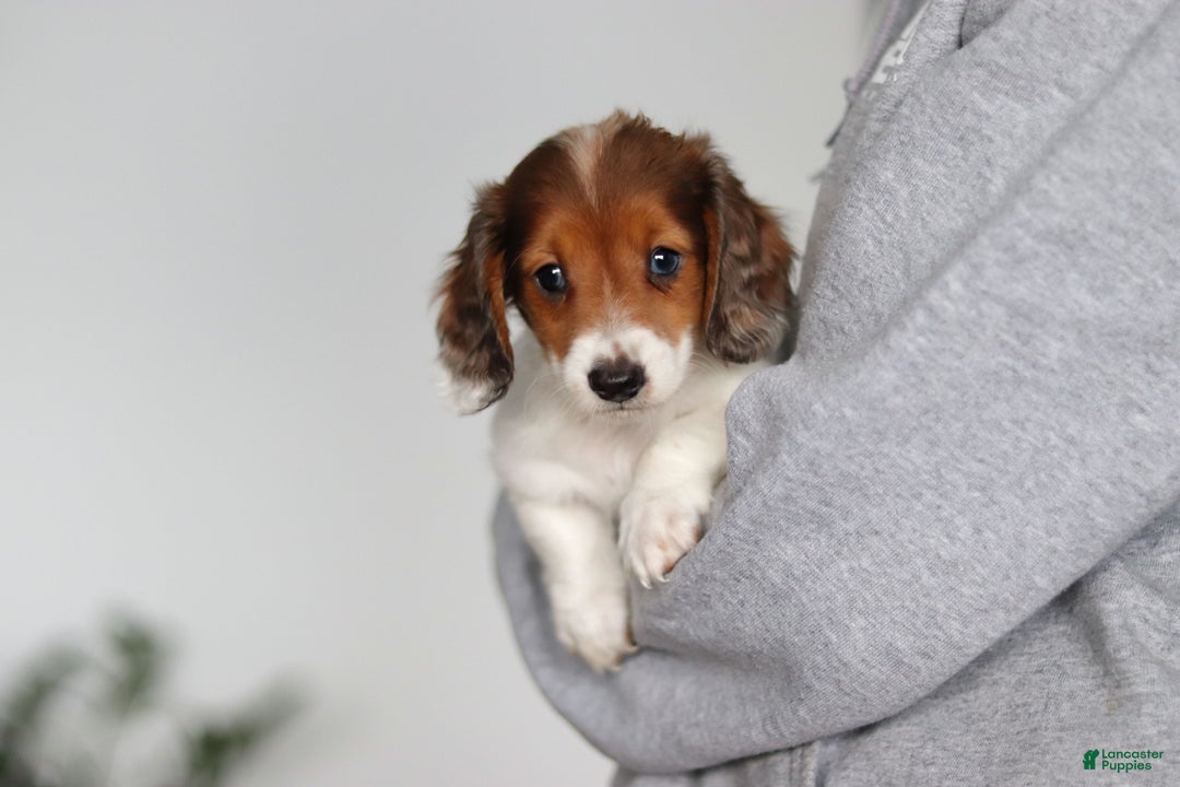 Miniature Dachshund dogs for sale: Theo - Ad 17