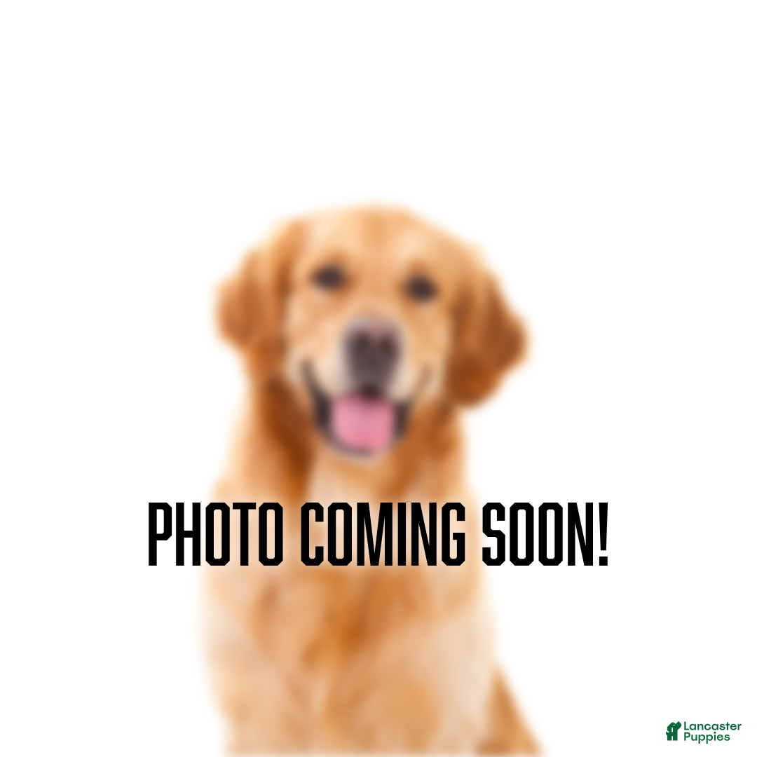 Golden Retriever dogs for sale: Kyle - Ad 1