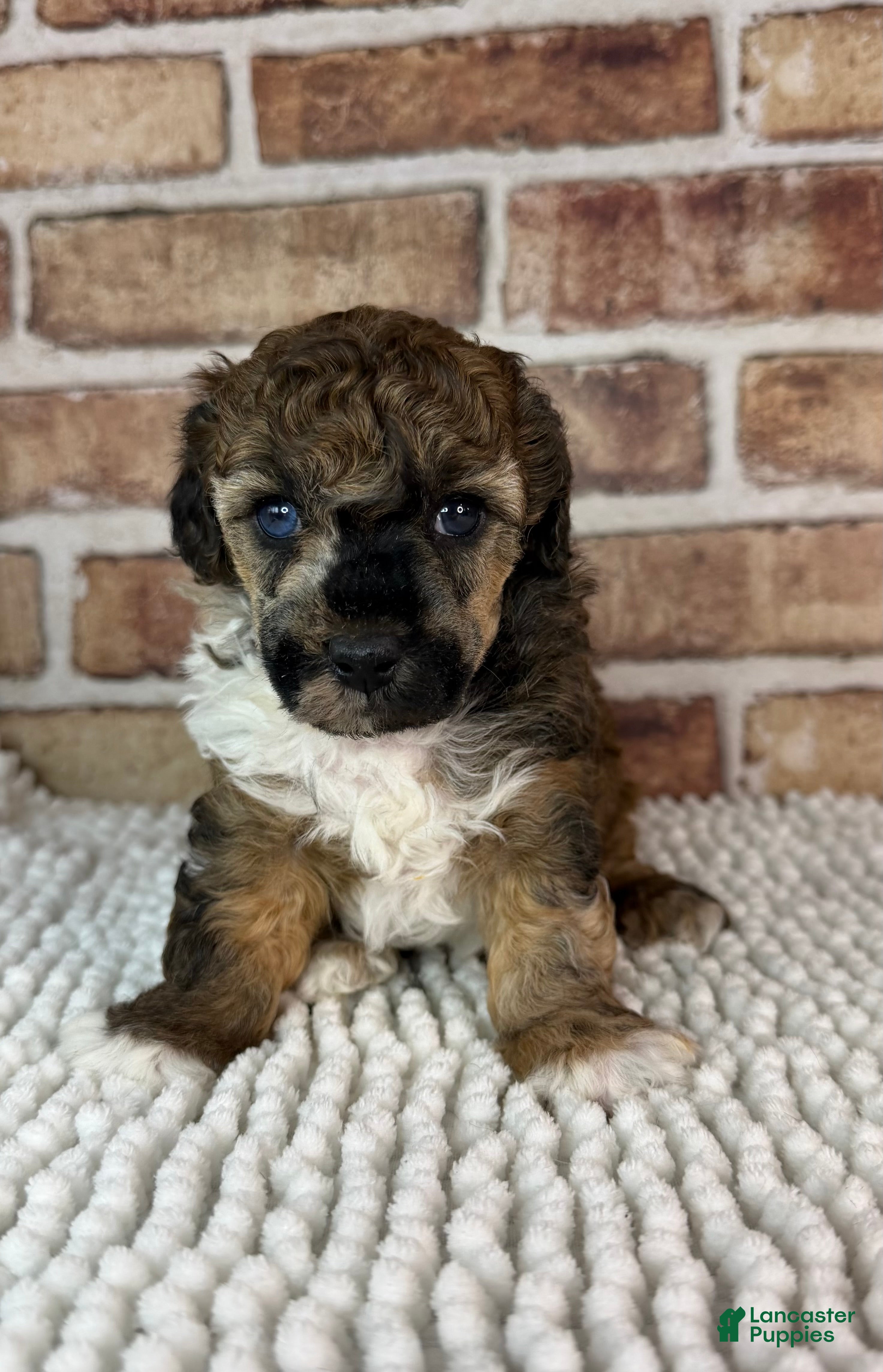 Toy Poodle dogs AKC Wrangler - Ad 41