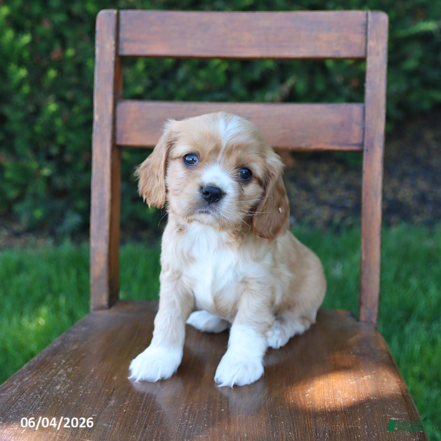 Cockalier dogs for sale: Reba - Ad 1