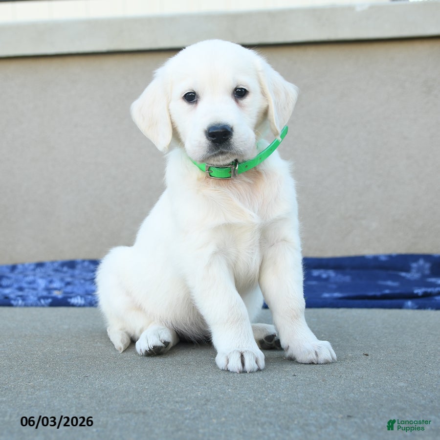 Golden Retriever dogs for sale: Fern - Ad 2