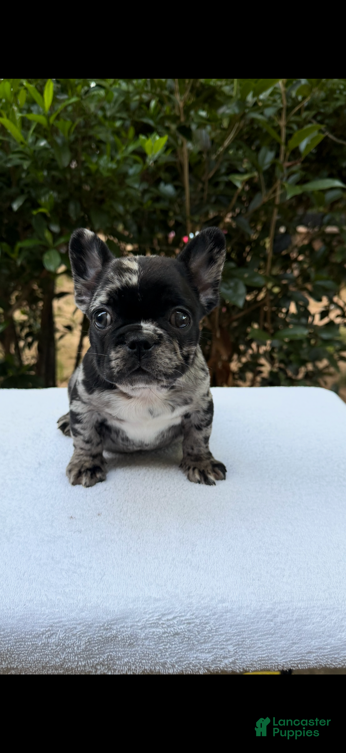 French Bulldog dogs French Bulldog 1 - Ad 17
